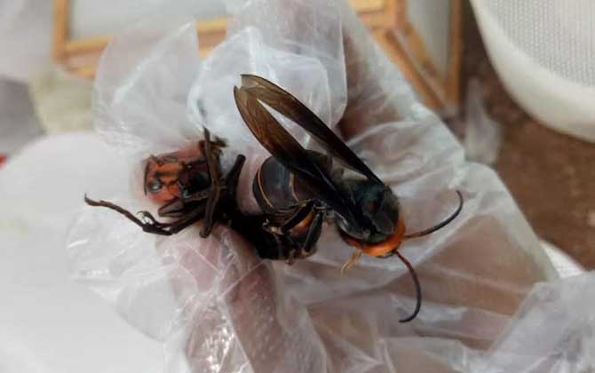 养胡蜂(马蜂)真的赚钱吗