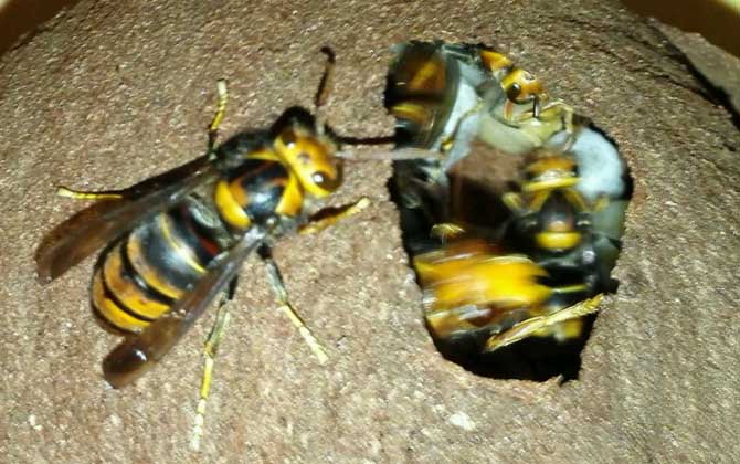 胡蜂(马蜂)养殖前景怎么样