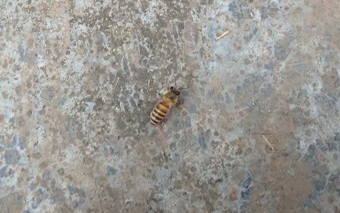 土蜂和洋蜂有什么区别