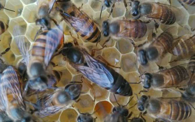 蜂王和蜂后有什么区别