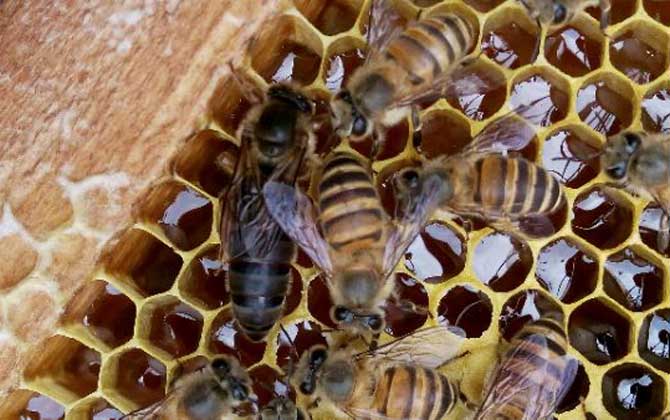 蜂王(蜂后)靠什么控制蜂群