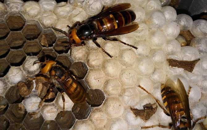 胡蜂养殖场地怎么选择