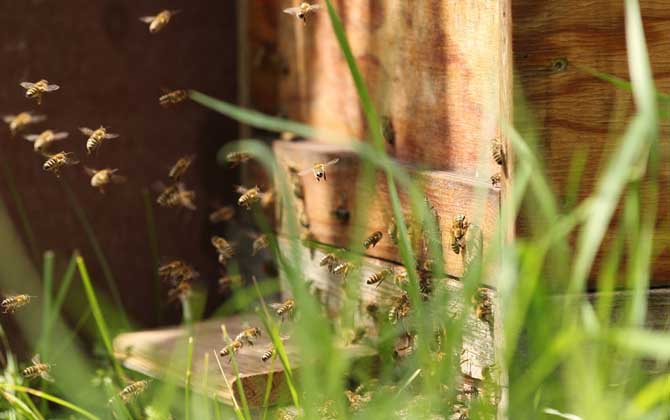 怎么辨认是不是侦查蜂