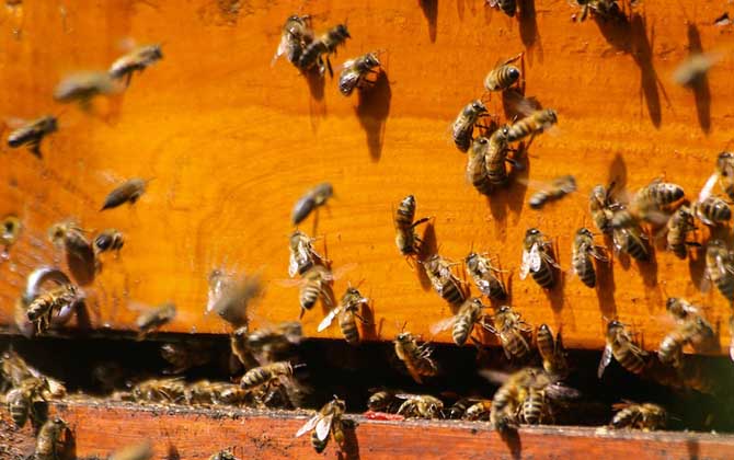 侦查蜂来了多久诱来蜂群