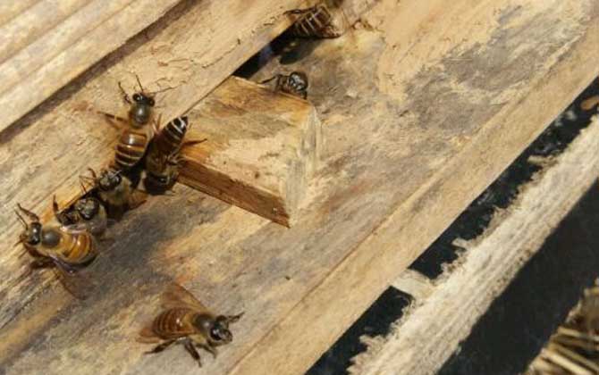 新买的蜂箱怎么诱蜂