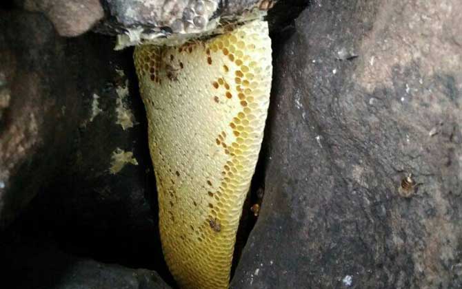 诱蜂洞挖好后怎么处理