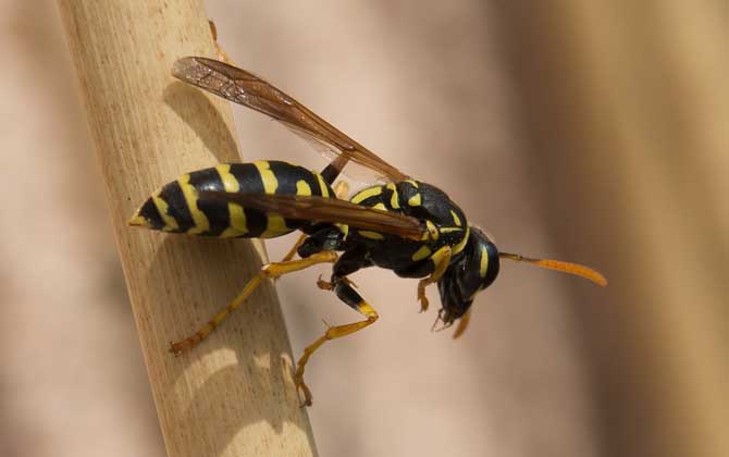 马蜂和蜜蜂是什么关系