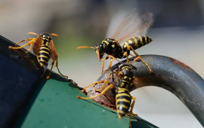 马蜂真的会杀死蜜蜂吗