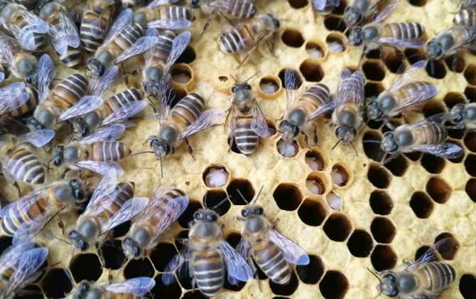 蜂箱撒盐治巢虫有效吗