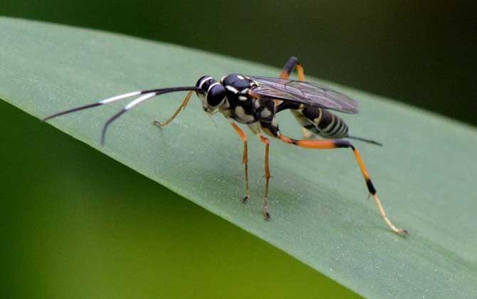 寄生蜂是怎么寄生的