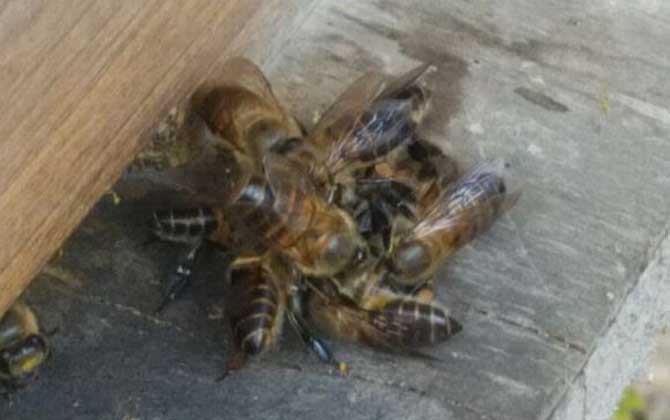 蜜蜂冲群是怎么回事