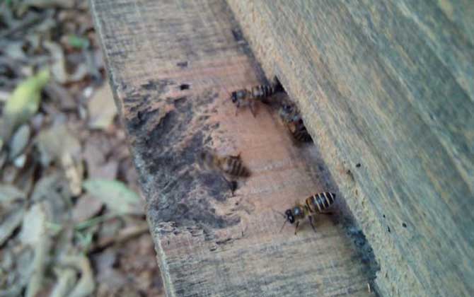 蜜蜂冲群是什么原因