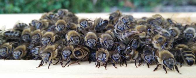 蜜蜂是怎样度过寒冬的