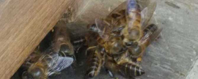 蜜蜂在什么情况下会蛰人