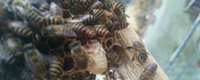 蜂群中没有蜂王会结团吗