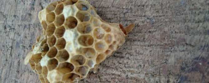 蜜蜂的蜂王是怎么来的