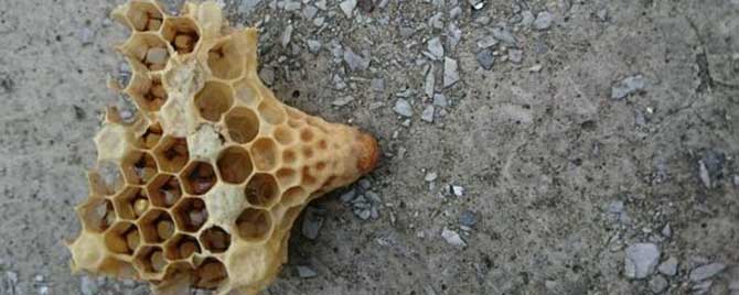 新蜂王出房后多久分蜂