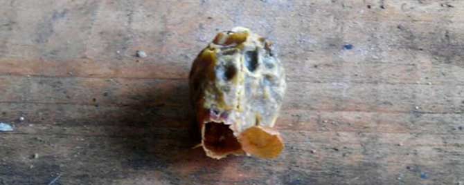 工蜂吃蜂王浆能变成蜂王吗