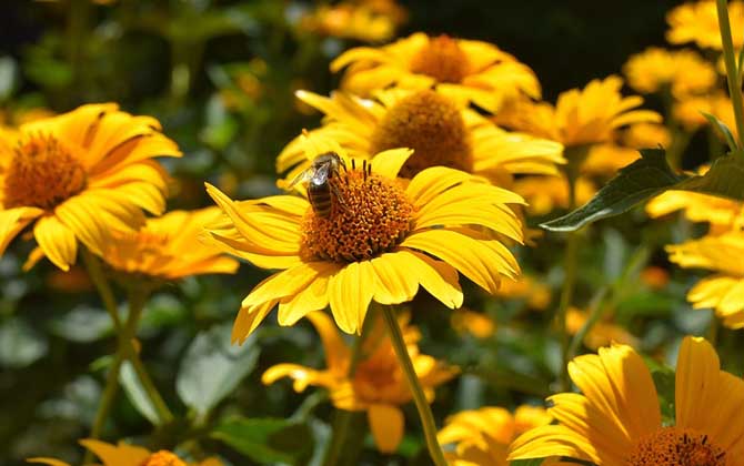 蜜蜂的象征意义是什么