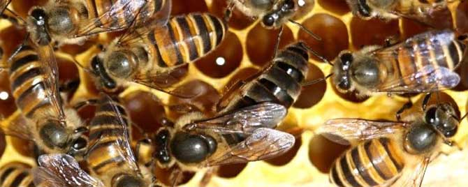 蜂王一生能产多少卵