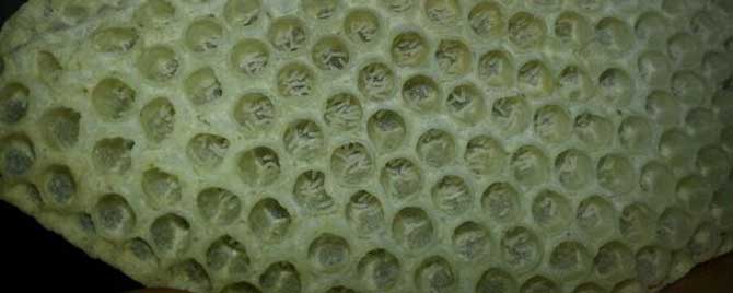 工蜂产卵怎么判断出来