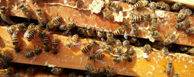 工蜂产卵也会有王台吗