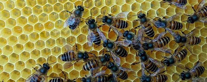 工蜂产的王台有用吗