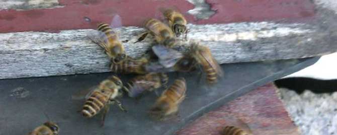 蜜蜂中午为什么要朝王