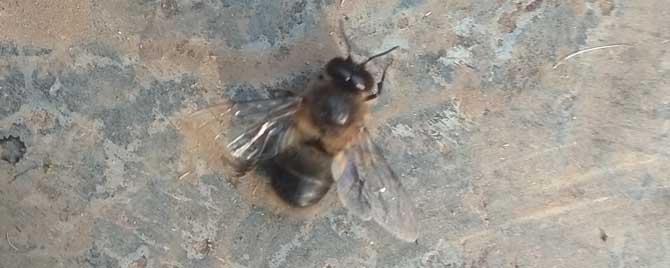 雄蜂是怎么产生的