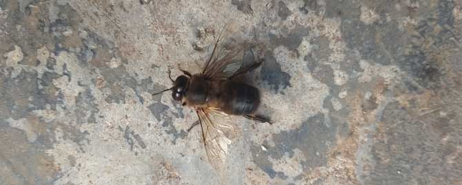 蜂王只产雄蜂怎么办