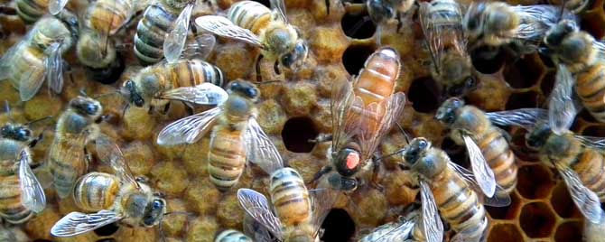 新蜂王出房后多久交尾