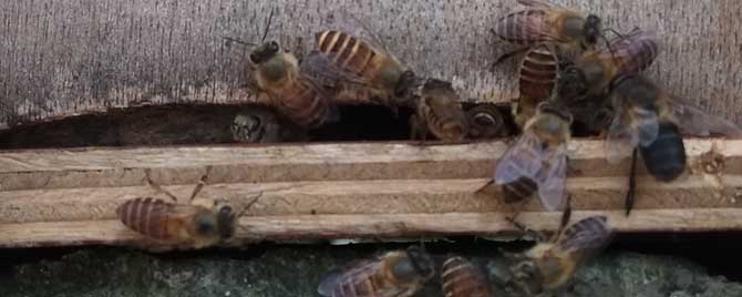 雄蜂交配后为什么会死去