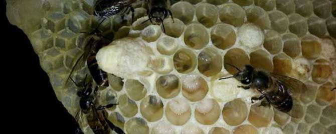 蜜蜂王台在什么位置