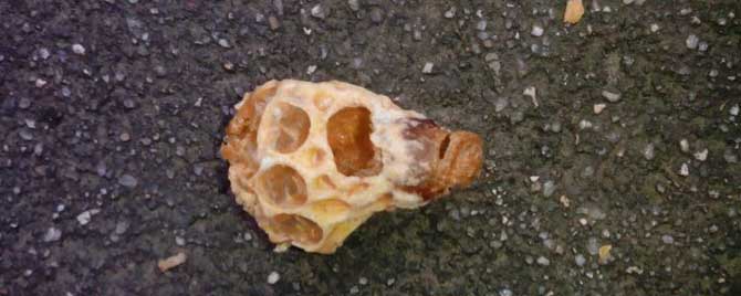 有了蜂王台多久能分蜂