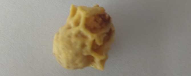 王台封盖后几天分蜂