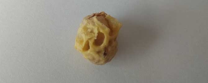 蜜蜂失王多久急造王台