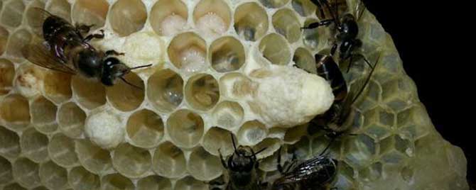 急造王台还要不要移虫