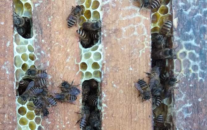 中蜂怎么原地分蜂不回蜂