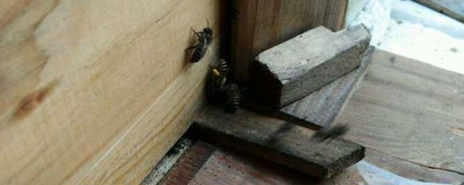 养蜜蜂需要哪些工具