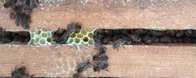 养40箱蜂一年赚多少钱