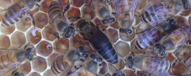 蜜蜂什么时候分家