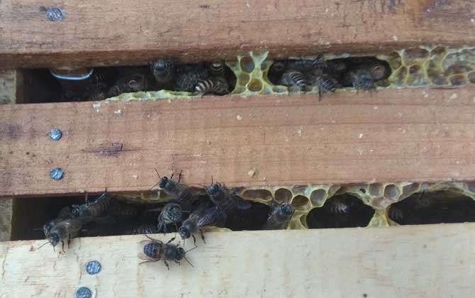 中蜂新脾加中间还是两边