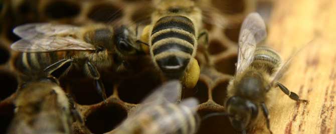 自然分蜂是老王走还是新王走