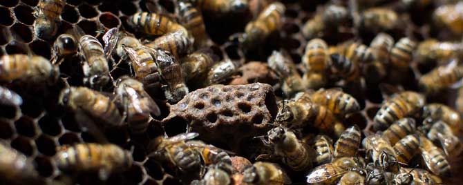 蜜蜂分蜂会直接飞走吗