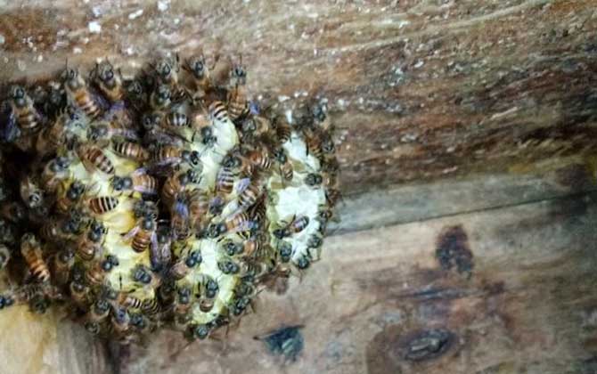 蜜蜂蛋群是什么意思