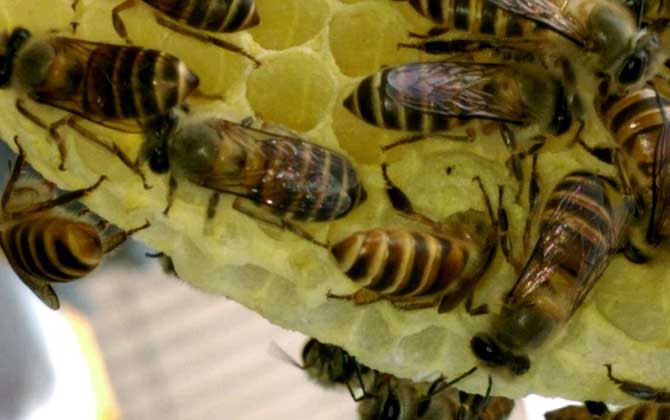 几十只蜂的蛋群怎么办