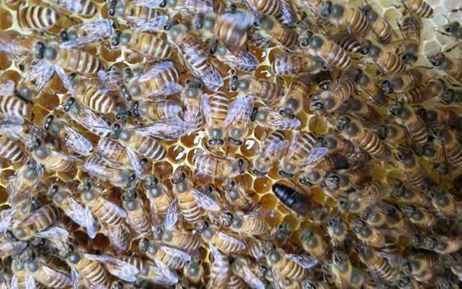 蜂太少如何快速繁殖起来
