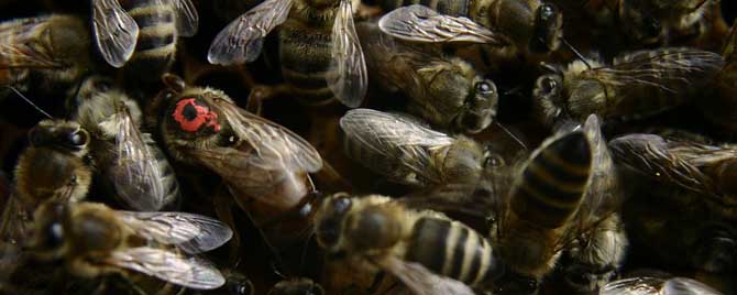 有王台怎样人工分蜂