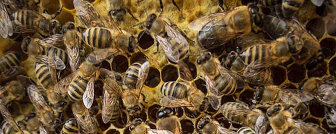 人工分蜂怎么分才安全