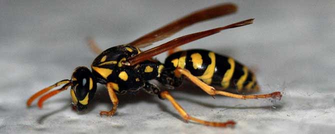 马蜂是益虫还是害虫